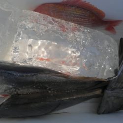 遊漁船 新鋭丸 釣果