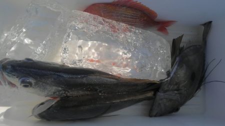 遊漁船 新鋭丸 釣果