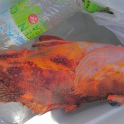 遊漁船 新鋭丸 釣果