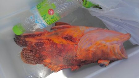 遊漁船 新鋭丸 釣果