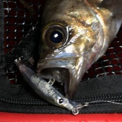 二見メバリング14