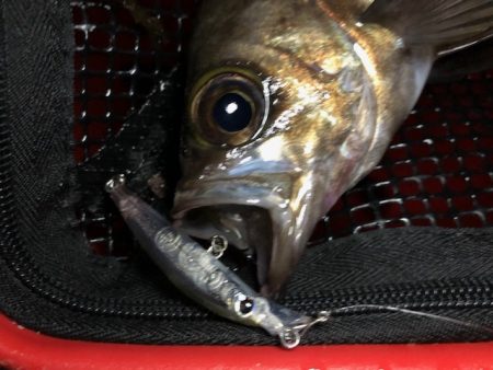 二見メバリング14