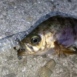 今夜の活性はイマイチ