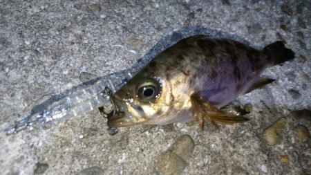 今夜の活性はイマイチ