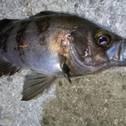 爆風X向かい風Xメバリング