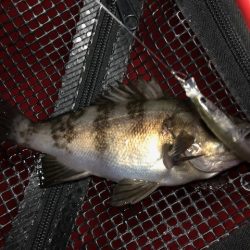 二見メバリング14