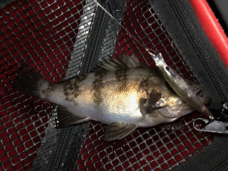 二見メバリング14