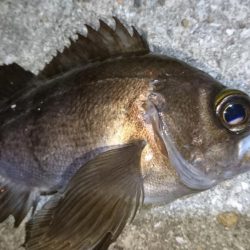 ジグパラマイクロメバリング！！