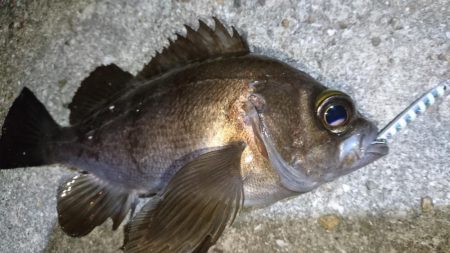 ジグパラマイクロメバリング！！