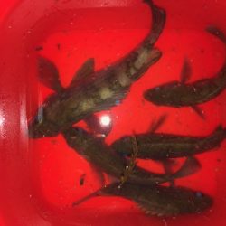 二見メバリング14