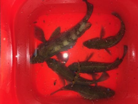 二見メバリング14