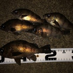 二見メバリング14