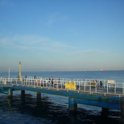 オリジナルメーカー海づり公園(市原市海づり施設) 釣果