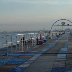 オリジナルメーカー海づり公園(市原市海づり施設) 釣果
