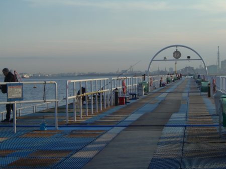 オリジナルメーカー海づり公園(市原市海づり施設) 釣果