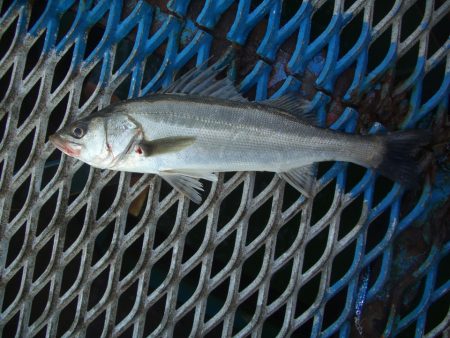 オリジナルメーカー海づり公園(市原市海づり施設) 釣果