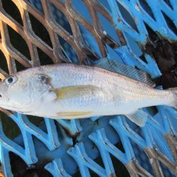 オリジナルメーカー海づり公園(市原市海づり施設) 釣果