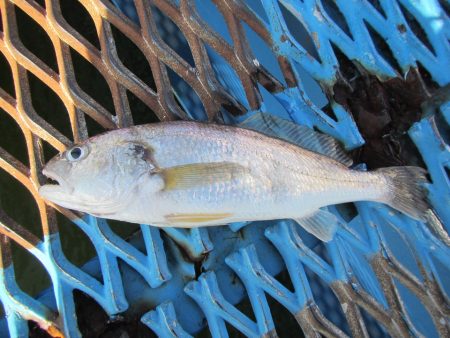オリジナルメーカー海づり公園(市原市海づり施設) 釣果
