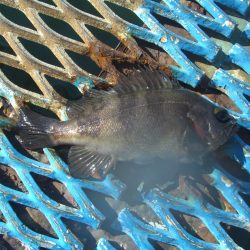 オリジナルメーカー海づり公園(市原市海づり施設) 釣果