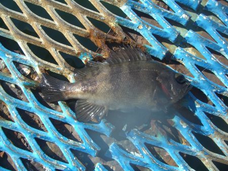 オリジナルメーカー海づり公園(市原市海づり施設) 釣果