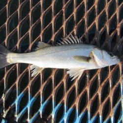 オリジナルメーカー海づり公園(市原市海づり施設) 釣果