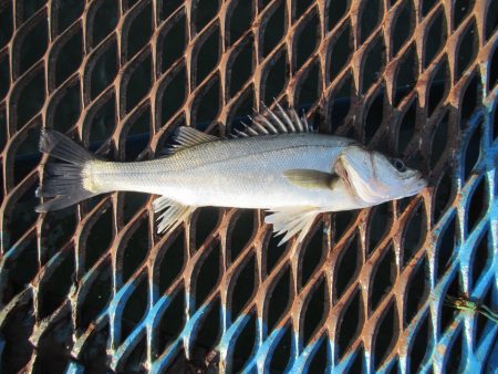 オリジナルメーカー海づり公園(市原市海づり…