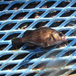 オリジナルメーカー海づり公園(市原市海づり施設) 釣果