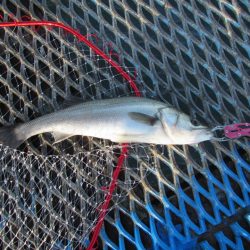 オリジナルメーカー海づり公園(市原市海づり施設) 釣果