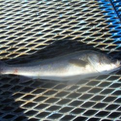 オリジナルメーカー海づり公園(市原市海づり施設) 釣果