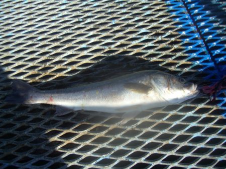 オリジナルメーカー海づり公園(市原市海づり施設) 釣果