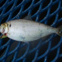 オリジナルメーカー海づり公園(市原市海づり施設) 釣果
