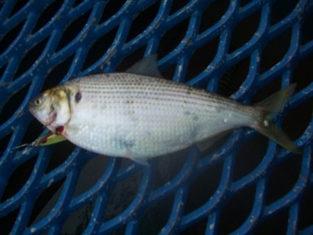 オリジナルメーカー海づり公園(市原市海づり施設) 釣果