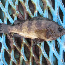 オリジナルメーカー海づり公園(市原市海づり施設) 釣果