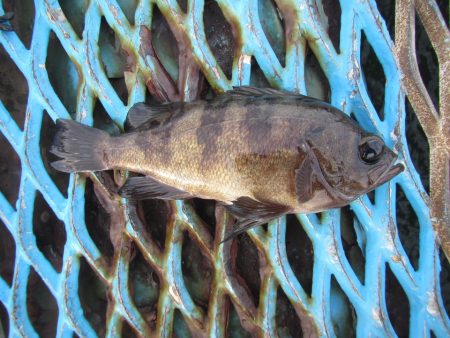 オリジナルメーカー海づり公園(市原市海づり施設) 釣果