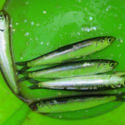 オリジナルメーカー海づり公園(市原市海づり施設) 釣果