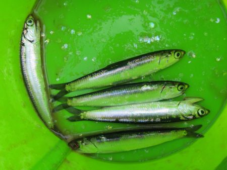 オリジナルメーカー海づり公園(市原市海づり施設) 釣果