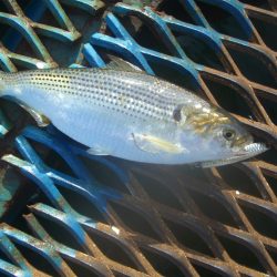 オリジナルメーカー海づり公園(市原市海づり施設) 釣果