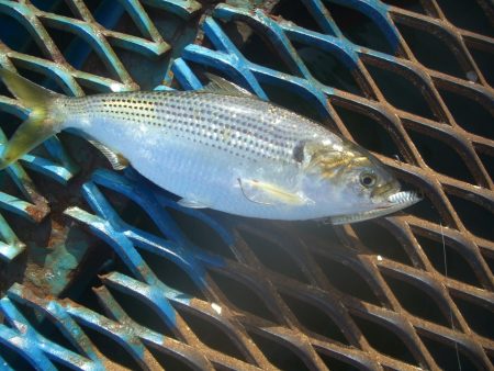オリジナルメーカー海づり公園(市原市海づり施設) 釣果