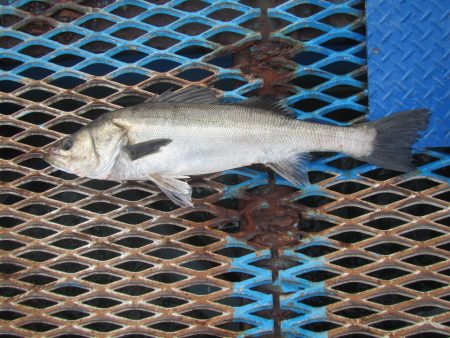 オリジナルメーカー海づり公園(市原市海づり…