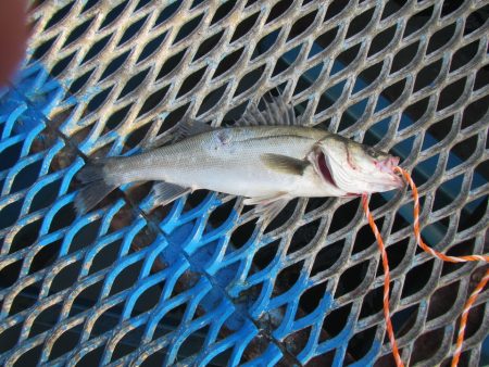 オリジナルメーカー海づり公園(市原市海づり…