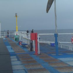 オリジナルメーカー海づり公園(市原市海づり施設) 釣果