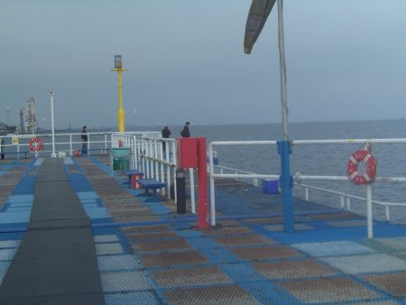 オリジナルメーカー海づり公園(市原市海づり施設) 釣果