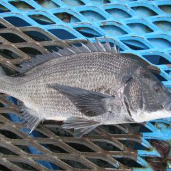 オリジナルメーカー海づり公園(市原市海づり施設) 釣果