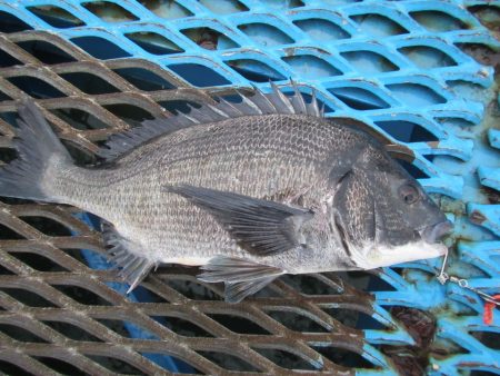 オリジナルメーカー海づり公園(市原市海づり…