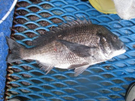 オリジナルメーカー海づり公園(市原市海づり…