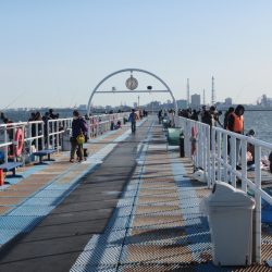 オリジナルメーカー海づり公園(市原市海づり施設) 釣果