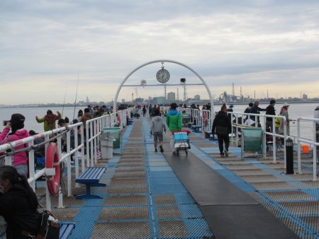 オリジナルメーカー海づり公園(市原市海づり施設) 釣果