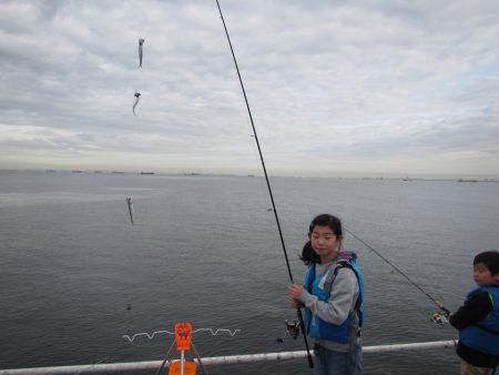 オリジナルメーカー海づり公園(市原市海づり施設) 釣果