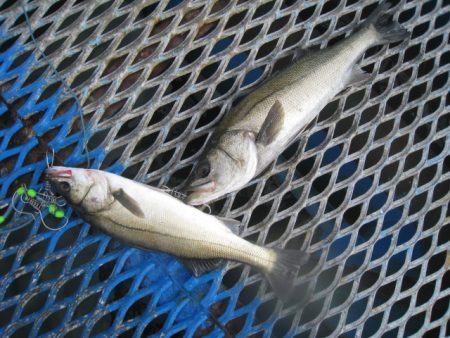オリジナルメーカー海づり公園(市原市海づり…
