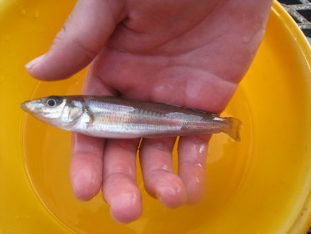 オリジナルメーカー海づり公園(市原市海づり施設) 釣果